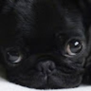 Meet your Posher, Luke